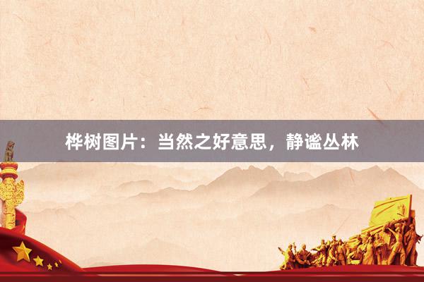 桦树图片:当然之好意思,静谧丛林
